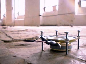 installation view of Time and Motion Study